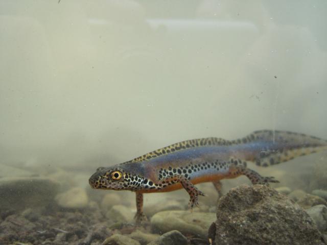 anfibi favolosi nel casentino